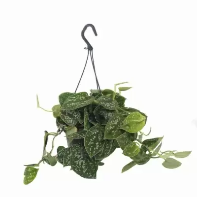 Сциндапсус Треби