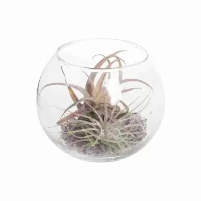 Тилландсия атмосферная Микс в стекле