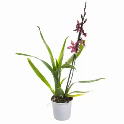 Буррагеара парфюмированная 1 ст