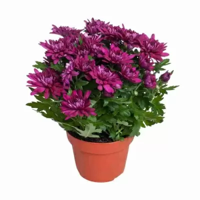 Хризантема Пурпурная Кристал Пёрпл