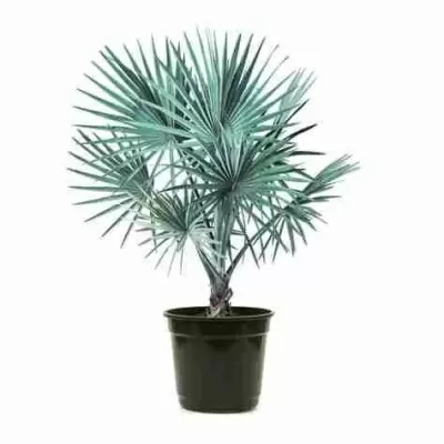 Бисмаркия благородная