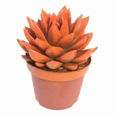 Эхеверия краш оранж