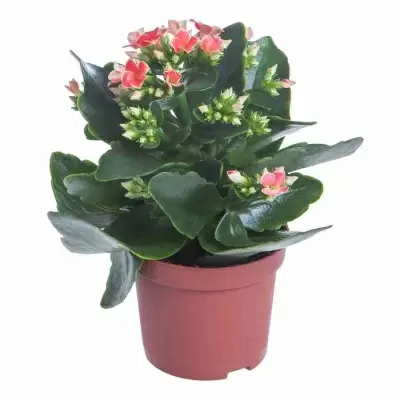 Каланхоэ Питон