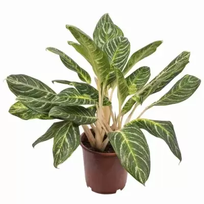 Аглаонема Кинг Оф Сиам