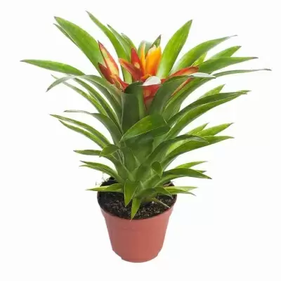 Гузмания Тереза