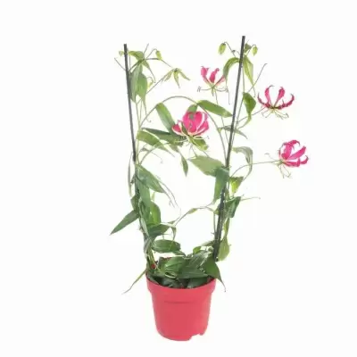 Глориоза розовая 