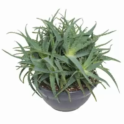 Алоэ Арборесценс многоствольный