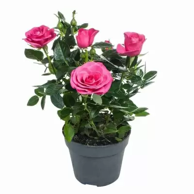 Роза патио Малиновая Регина Роза патио Малиновая Регина