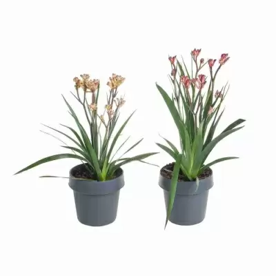 Анигозантус микс