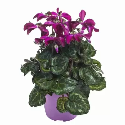 Цикламен Петтикоат