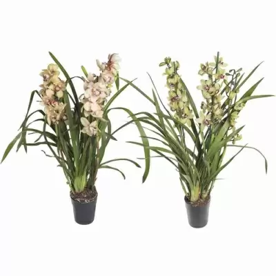 Цимбидиум Микс 3 ст