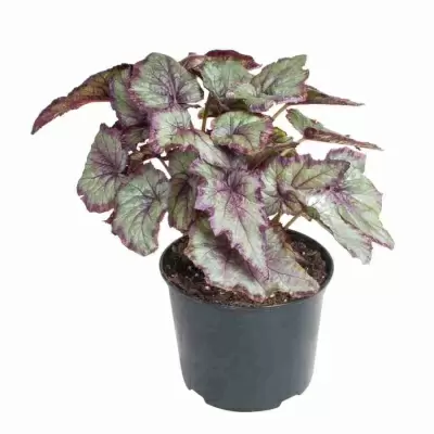 Бегония рекс Спит