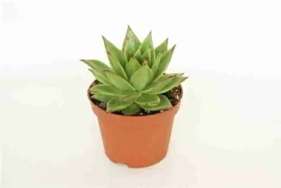 Эхеверия Агавоидес