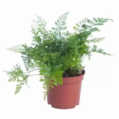 Даваллия фиджийская Даваллия фиджийская