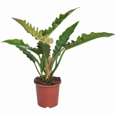 Филодендрон Нарроу Эскейп Филодендрон Нарроу Эскейп