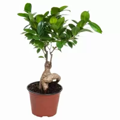 Фикус микрокарпа Гинсенг