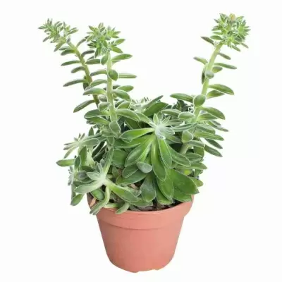 Эхеверия Пилоса