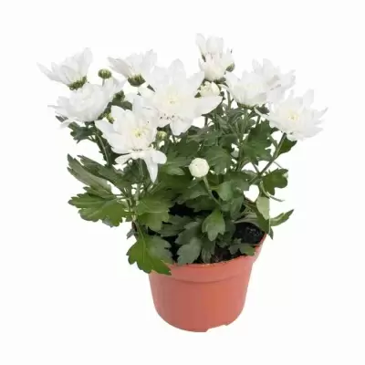 Хризантема Белая Кристалл