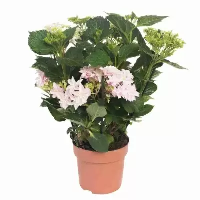 Гортензия Хайес старберст розовая Гортензия Хайес старберст розовая