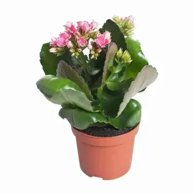 Каланхоэ Питон розовое