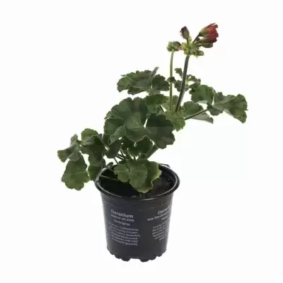 Пеларгония зональная Найт Скарлет