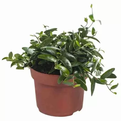 Фикус карликовый (пумила) Анук