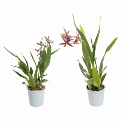 Брассия микс