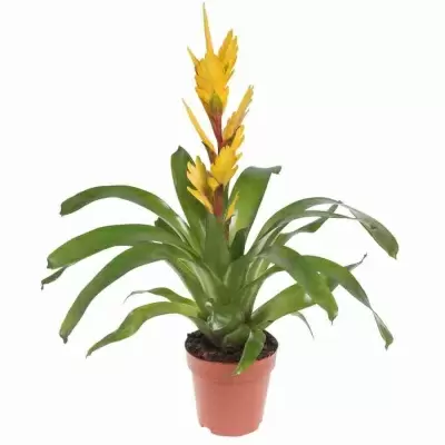 Вриезия Шарлотта