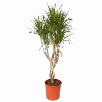 Драцена маргината переплетенная