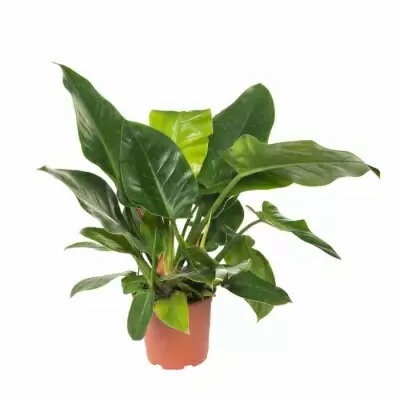 Филодендрон Империал Грин Филодендрон Империал Грин