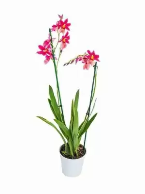 Камбрия Нелли Ислер 2 ствола