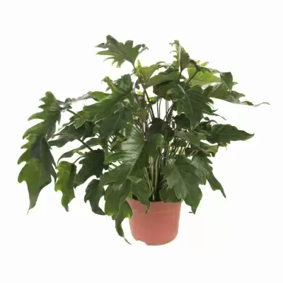 Филодендрон Селлоум Литл Хоуп