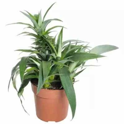 Ананас Эйлин Грин