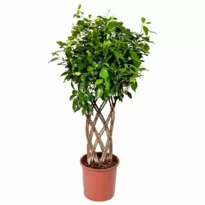 Фикус бенджамина Нитида решетка