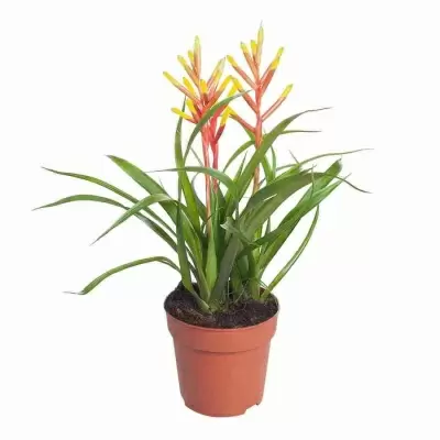 Гузмания Мисти 3 цв