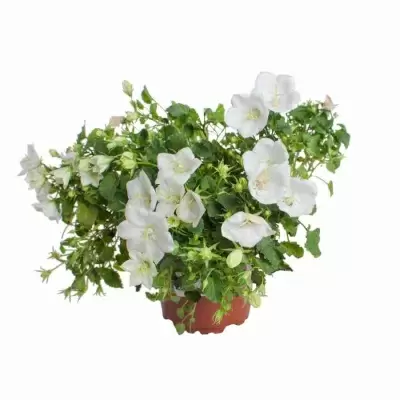 Кампанула Карпатика белая