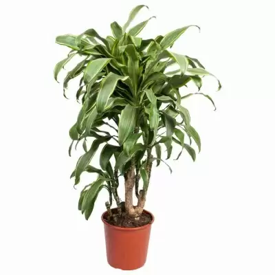 Драцена фрагранс Санта Роза разветвленная