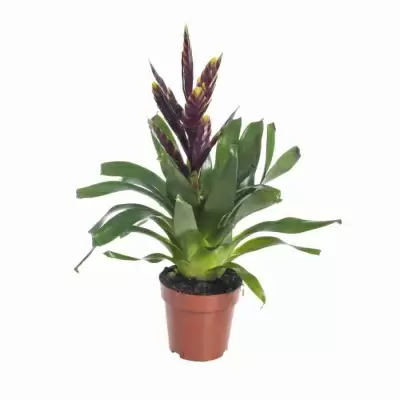 Вриезия Вог