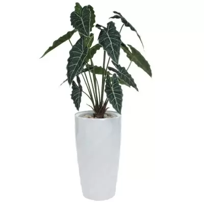 Искусственное растение Алоказия в горшке Vase Rib