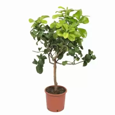 Цитрус Бергамот штамб