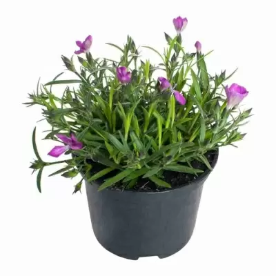 Гвоздика Кахори лиловая