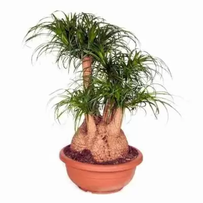 Бегония рекс Рондо