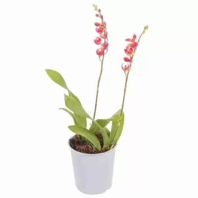 Ховеара Сансет 2 ст