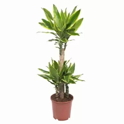 Драцена фрагранс Голден Кост карусель 