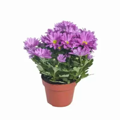 Хризантема Бриз розовая