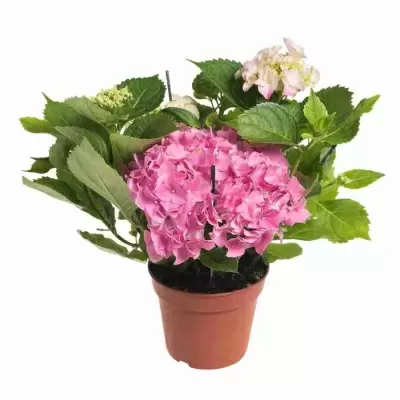 Гортензия розовая Гортензия розовая