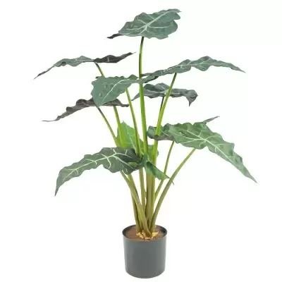 Алоказия искусственная