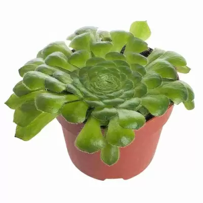 Эониум Ярусный