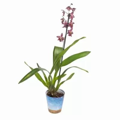 Одонтиода Стирбик 1 ст