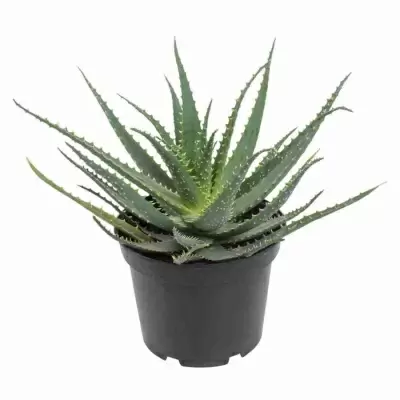 Алоэ Арборесценс